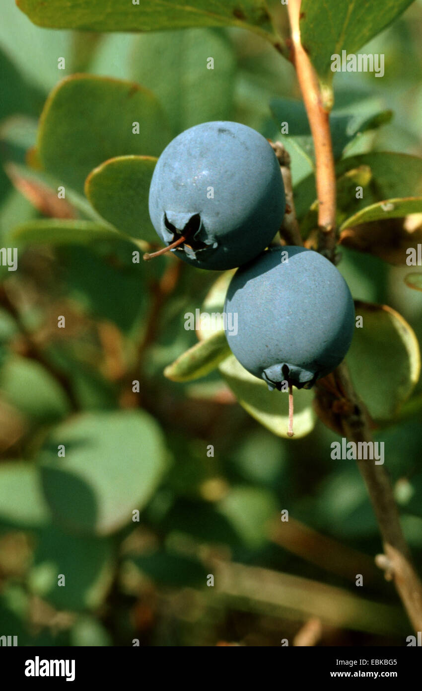 Alpine Heidelbeere, Bog Blueberry, Moor Heidelbeere, nördlichen Heidelbeere, Moor-Heidelbeere (Vaccinium Uliginosum), Zweig mit reifen Früchten, Deutschland Stockfoto