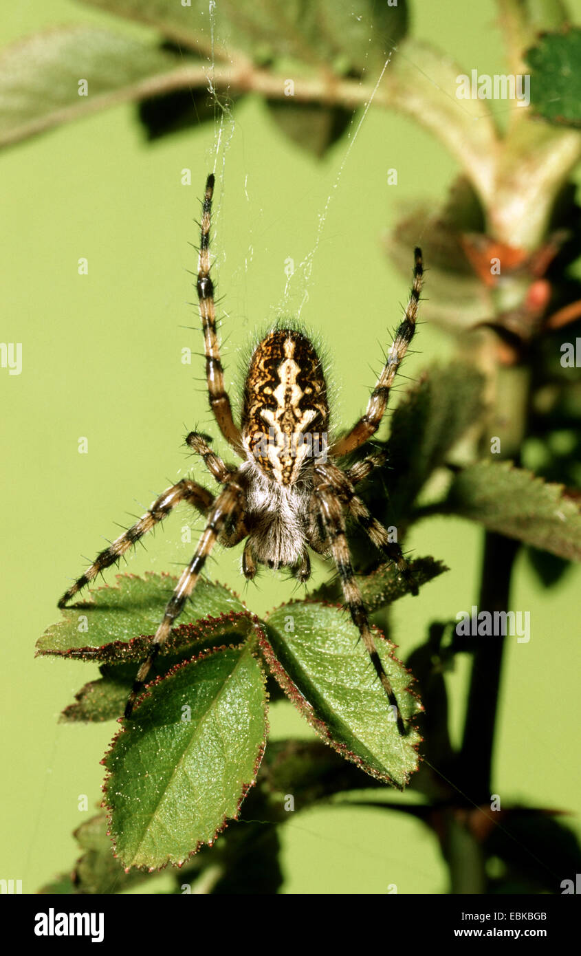 Oakleaf Orbweaver (Araneus Ceropegius, Aculepeira Ceropegia), sitzt auf einem Blatt, Deutschland Stockfoto