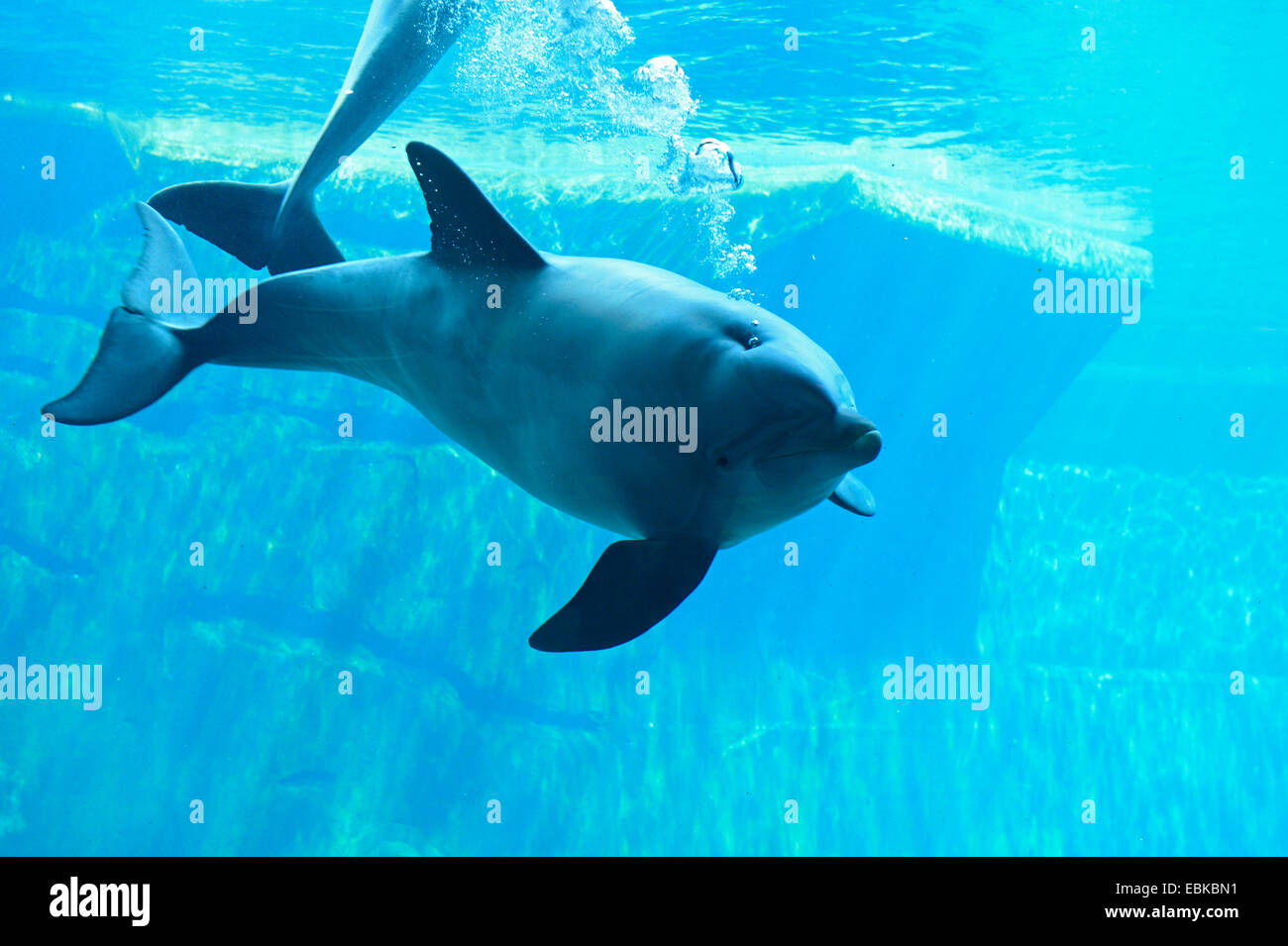 Bottlenosed Delphin, gemeiner Flasche – Nosed Delfin (Tursiops ...