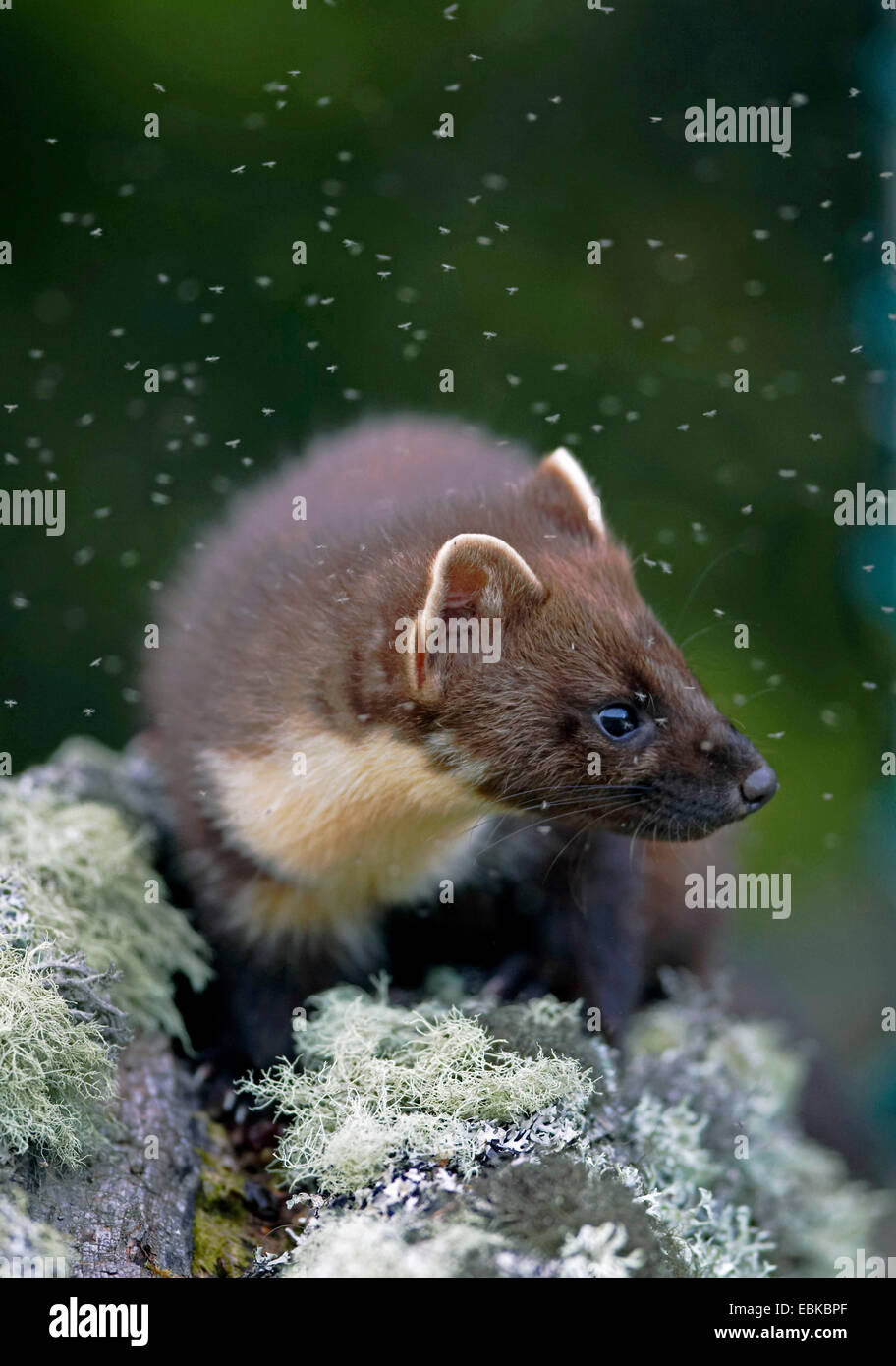 Europäischen Baummarder (Martes Martes), umgeben von Chironomiden, Großbritannien, Schottland, Cairngorm National Park Stockfoto