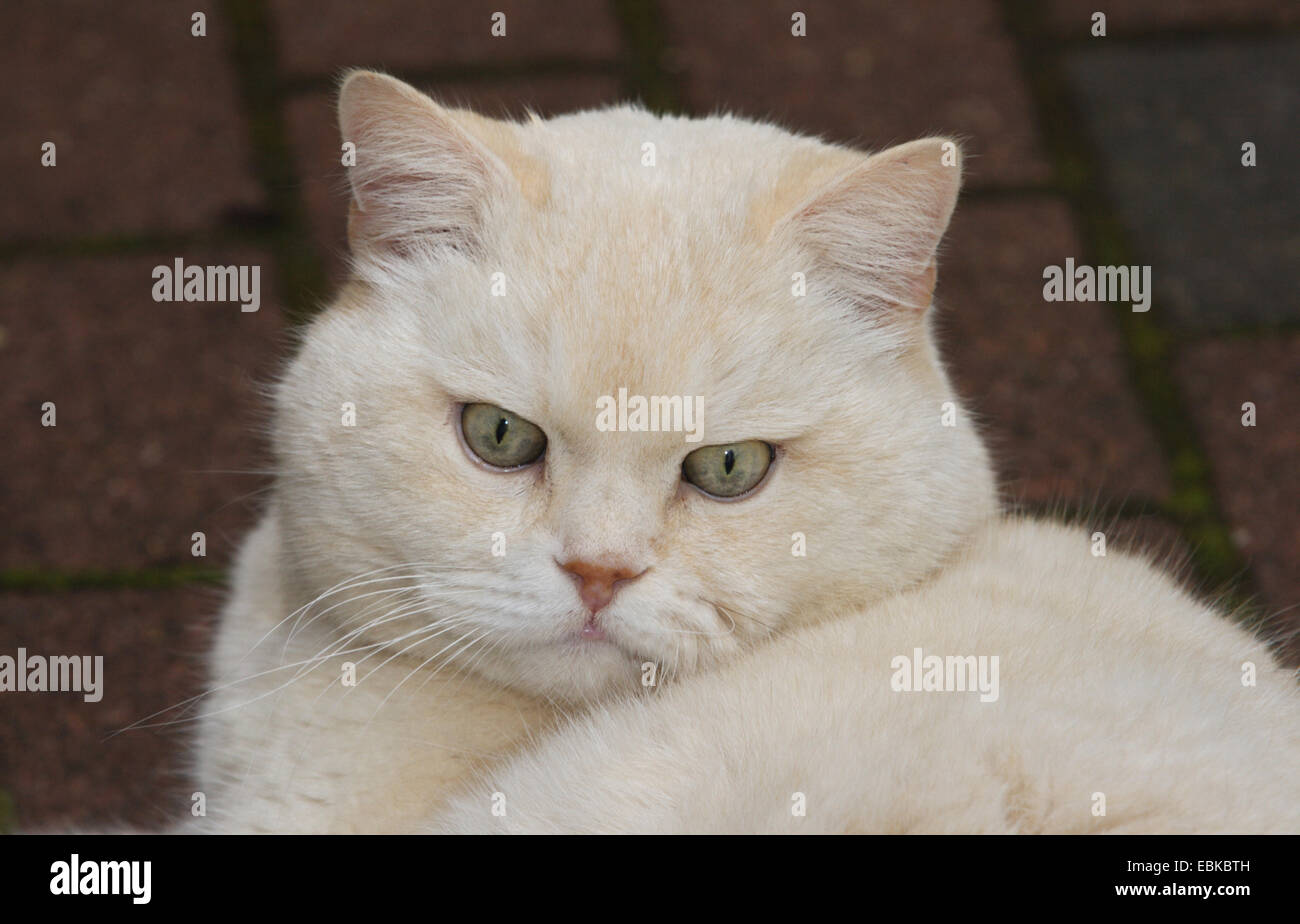 Hauskatze, Hauskatze, Perser (Felis Silvestris F. Catus), alt, Männlich, Porträt, Deutschland Stockfoto