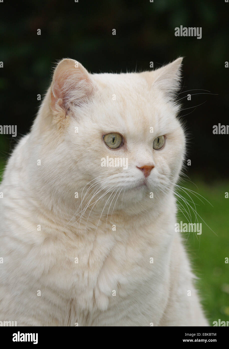 Hauskatze, Hauskatze, Perser (Felis Silvestris F. Catus), dreizehn Jahre alt, Männlich, Porträt, Deutschland Stockfoto
