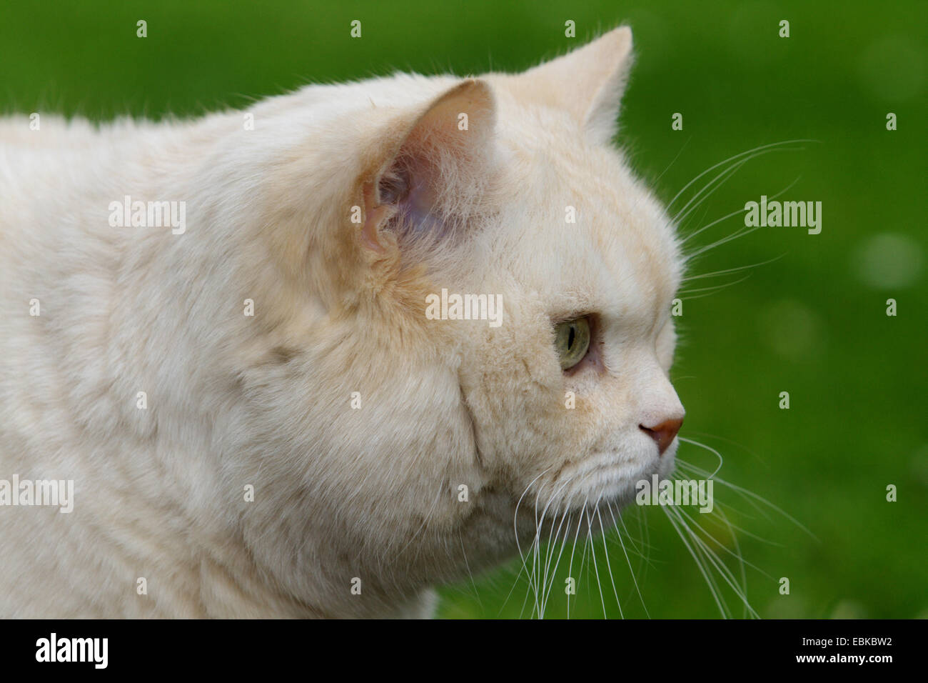 Hauskatze, Hauskatze, Perser (Felis Silvestris F. Catus), dreizehn Jahre alt, Männlich, Porträt, Seitenansicht, Deutschland Stockfoto