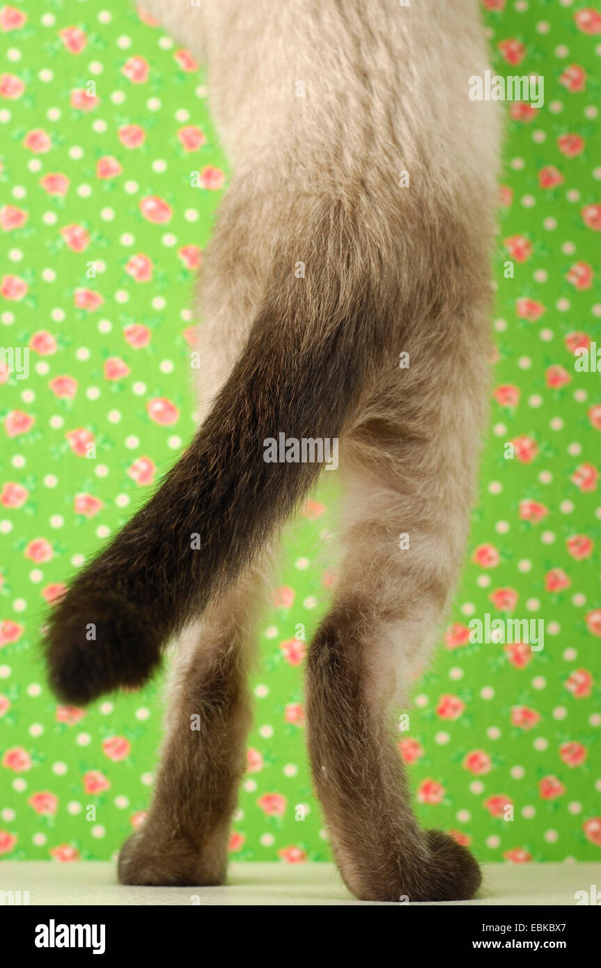 Hauskatze, Hauskatze, Siam (Felis Silvestris F. Catus), Rückseite einer Neugier siamesische Katze Stockfoto