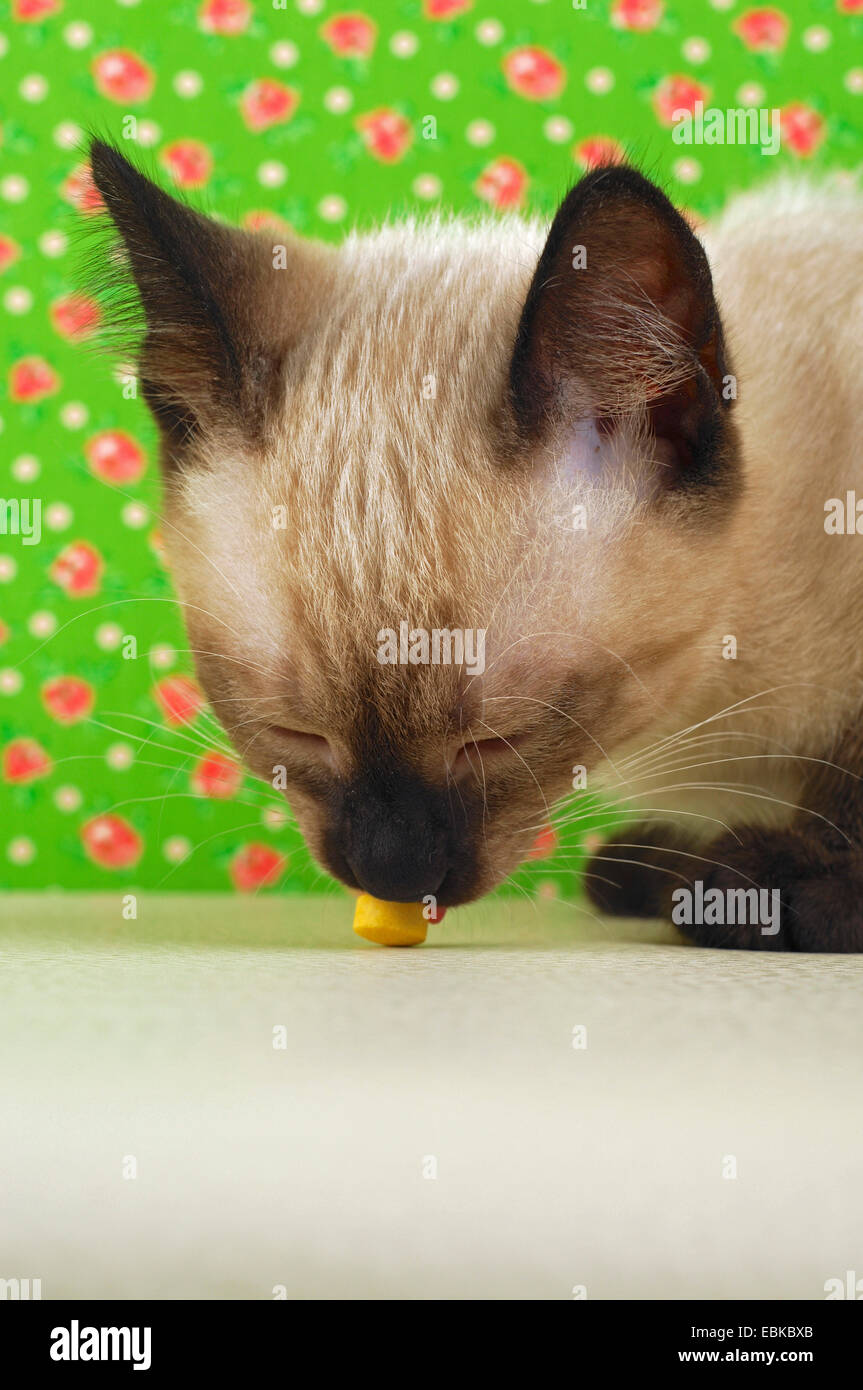 inländische Katze, Hauskatze, Siam, Siamkatze (Felis Silvestris F. Catus) Kätzchen leckt an ein Genuss Stockfoto