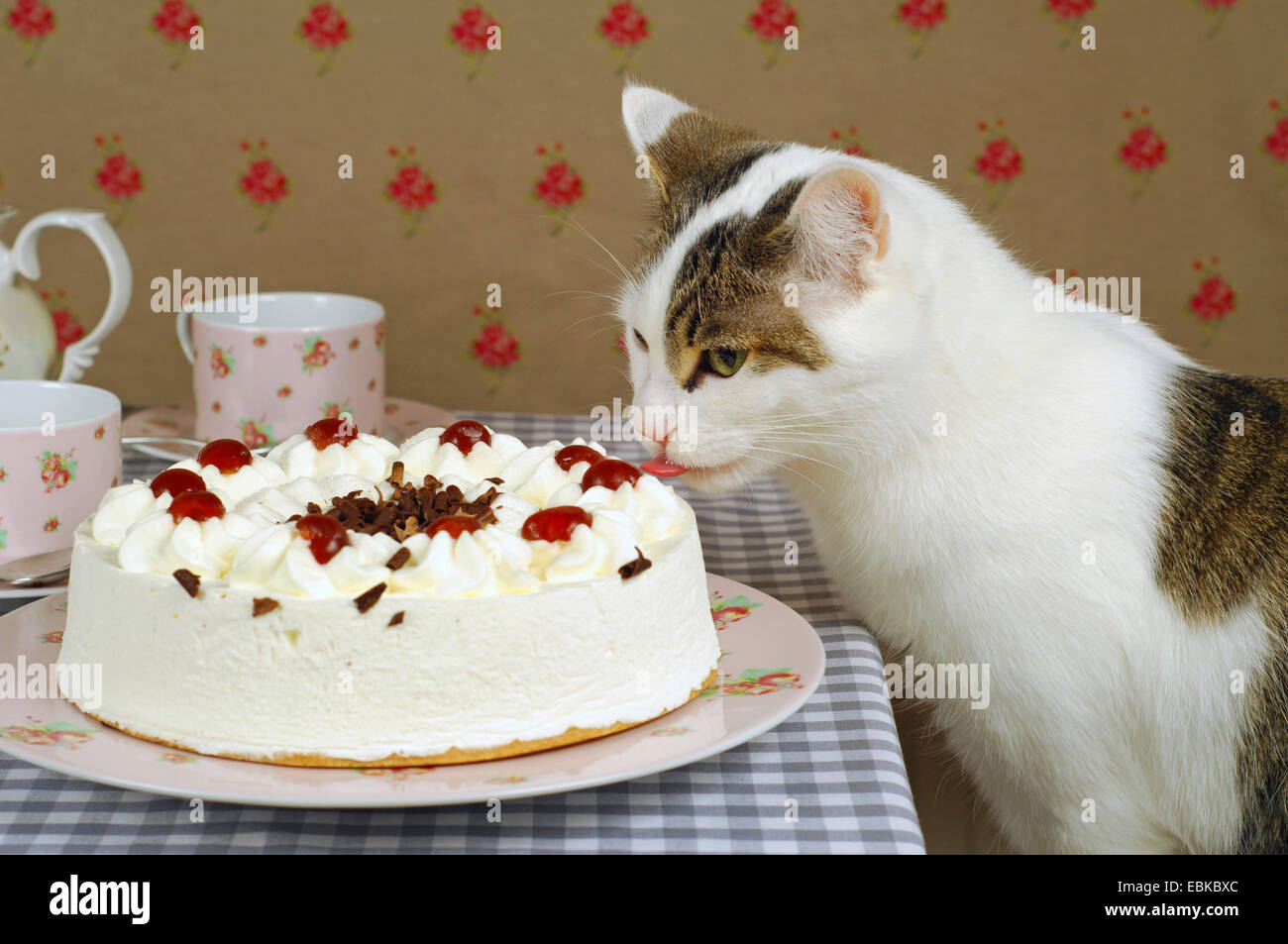 Hauskatze, Hauskatze (Felis Silvestris F. Catus), hat einen süßen Zahn und lecken an einer Schwarzwälder Kirschtorte Stockfoto
