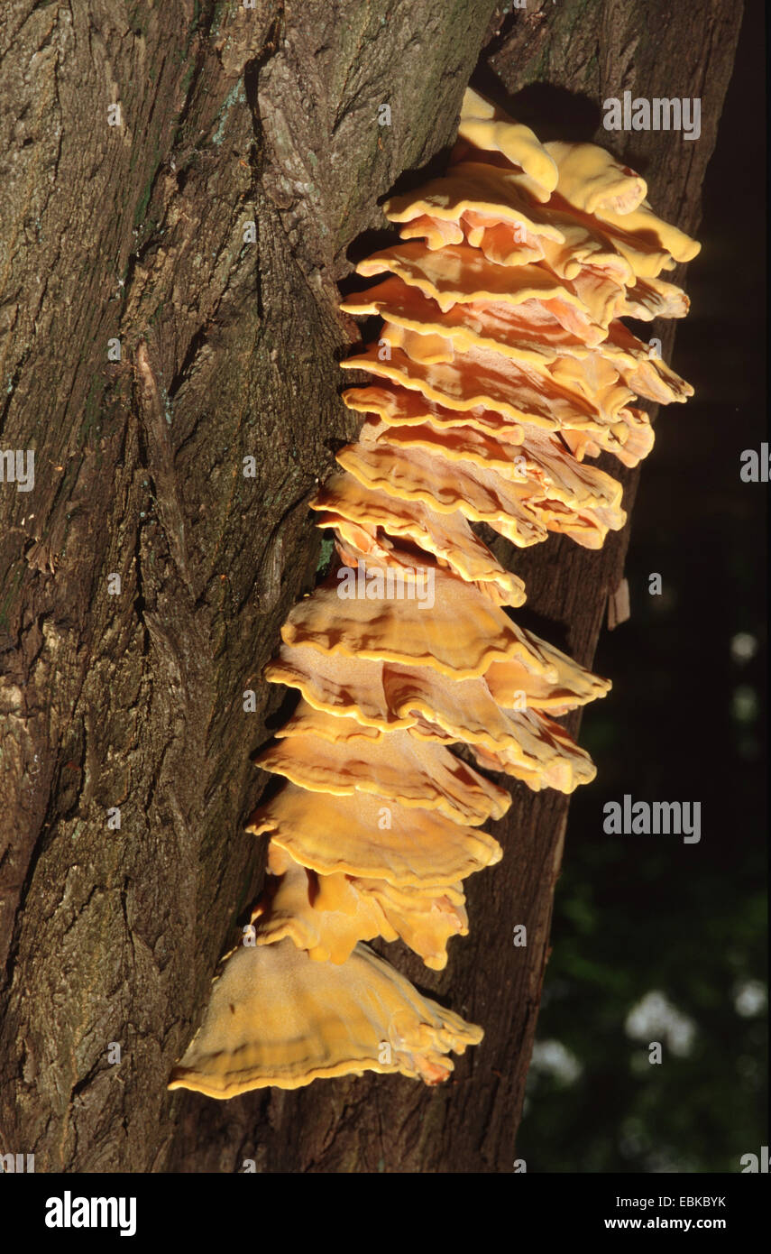 Huhn des Waldes (Laetiporus Sulphureus), mehrere Fruchtkörper an einen Baumstamm, Deutschland Stockfoto