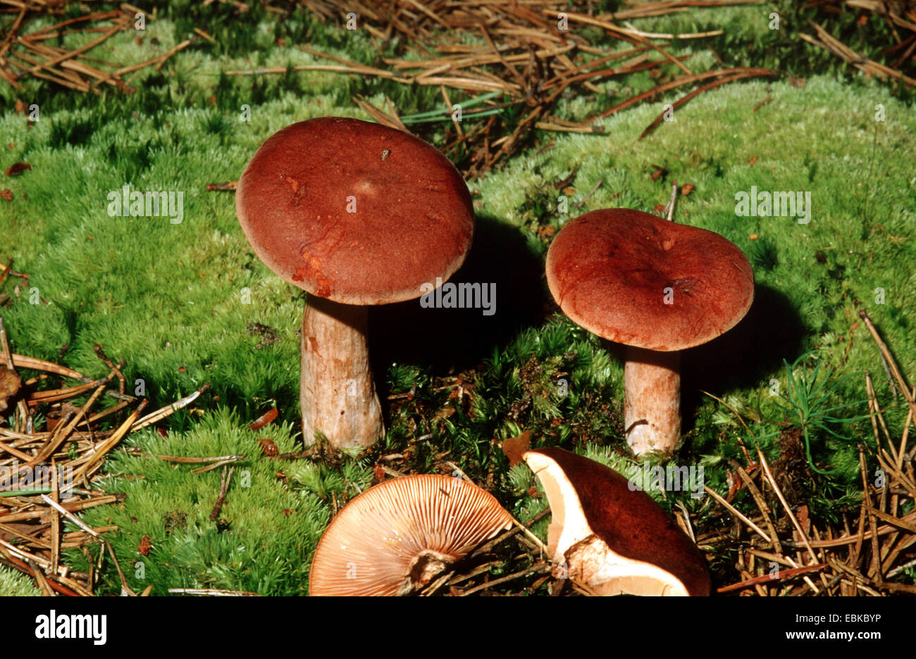 rufous Milkcap (Lactarius Rufus), drei feingehackter auf Waldboden, Deutschland Stockfoto