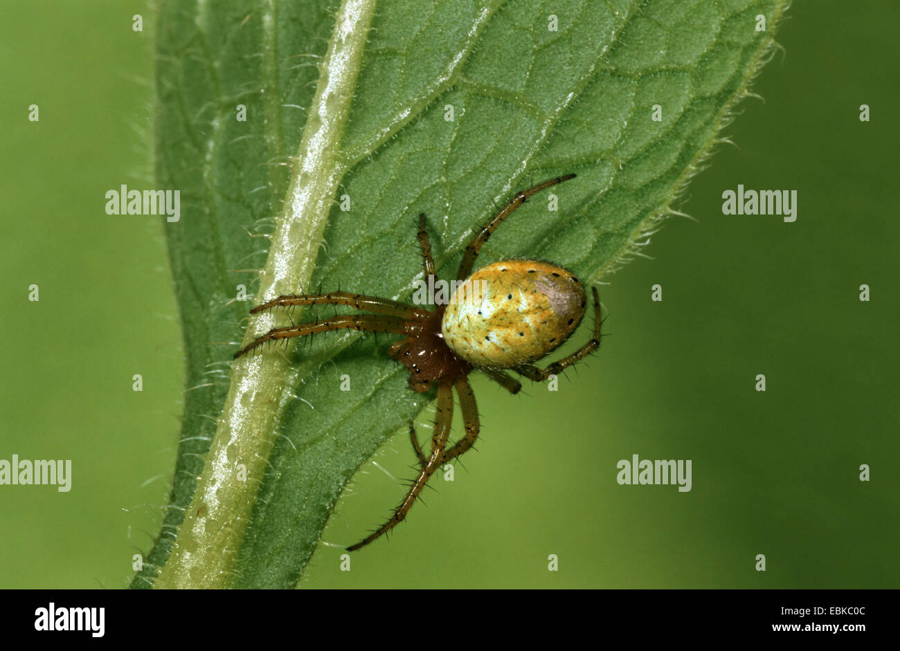 Kürbis-Spinne, Kürbis-Spinne (Araniella Cucurbitina, Araneus Cucurbitinus), sitzen auf der Unterseite eines Blattes, Deutschland Stockfoto