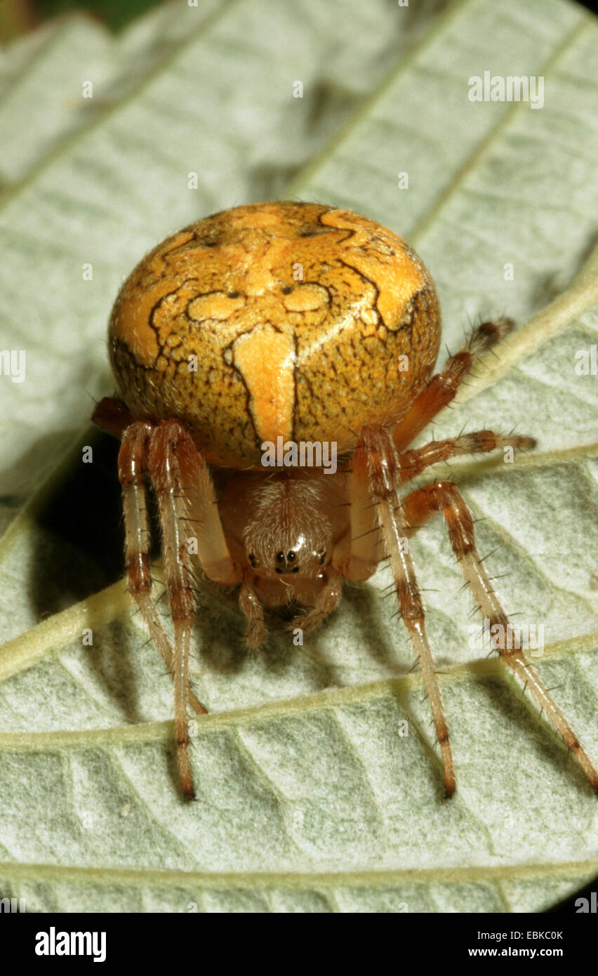 marmoriert, Orbweaver, marmorierte Spinne (Araneus Marmoreus), sitzt auf der Unterseite eines Blattes, Deutschland Stockfoto