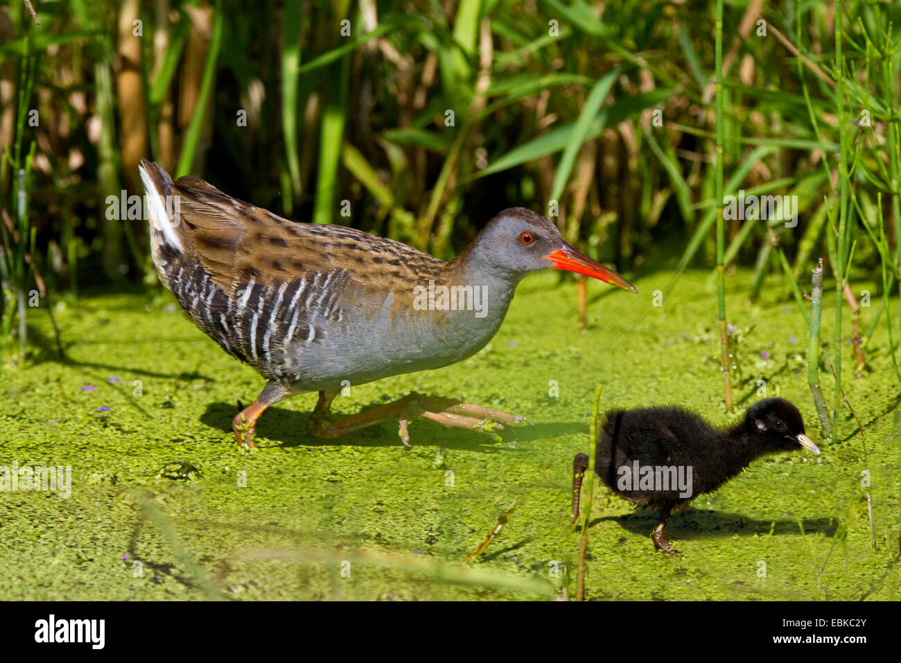 Wasser-Schiene (Rallus Aquaticus), Erwachsene mit Küken im flachen Wasser, Deutschland, Bayern Stockfoto