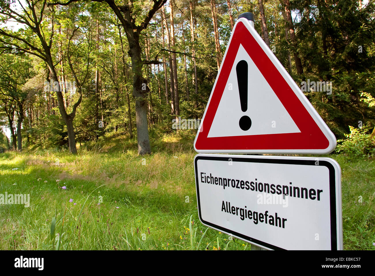 Eiche Eichenprozessionsspinner (Thaumetopoea Processionea), melden Sie an einem Wald Rand Warnung gegen Allergie, verursacht durch die Motten befallen, die im Wald, Deutschland Stockfoto