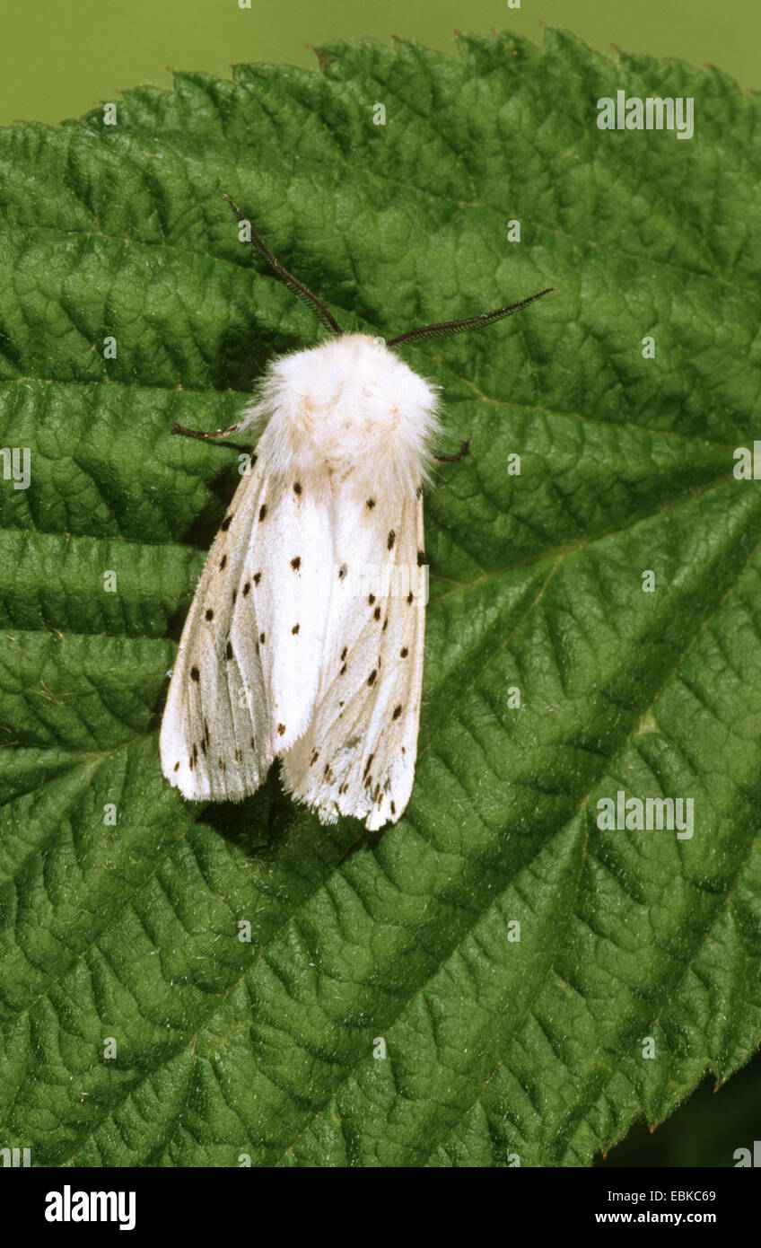 Weiße Hermelin Motte (Spilosoma Lubricipeda, Spilosoma Menthastri), sitzt auf einem Blatt, Deutschland Stockfoto