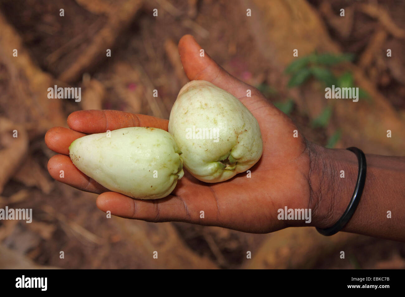 Malabar Pflaume, Youn Sansibar Äpfel in einer Hand, Tansania, Sansibar, Roseapple, Rosenapfel (Syzygium Jambos) Stockfoto