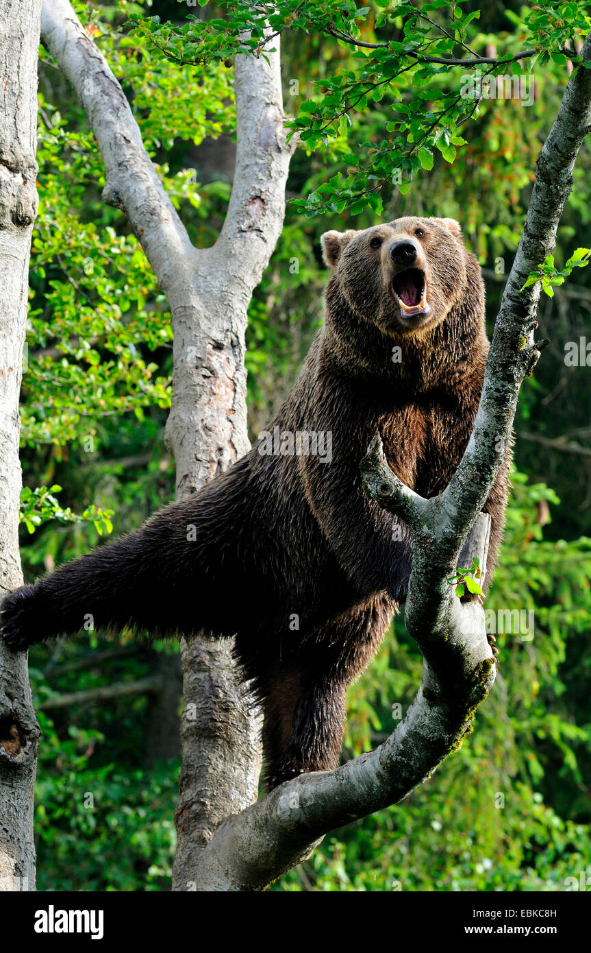 Europäischer Braunbär (Ursus Arctos Arctos), Klettern in Buche auf der Suche nach Nahrung versuchen, das frische Laub, Deutschland, Bayern, Nationalpark Bayerischer Wald Stockfoto