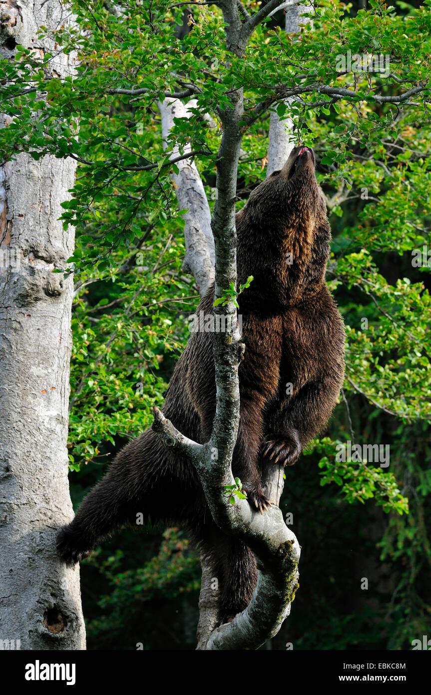 Europäischer Braunbär (Ursus Arctos Arctos), Klettern im Buche der Suche nach Nahrung, die Fütterung von frischem Laub, Deutschland, Bayern, Nationalpark Bayerischer Wald Stockfoto