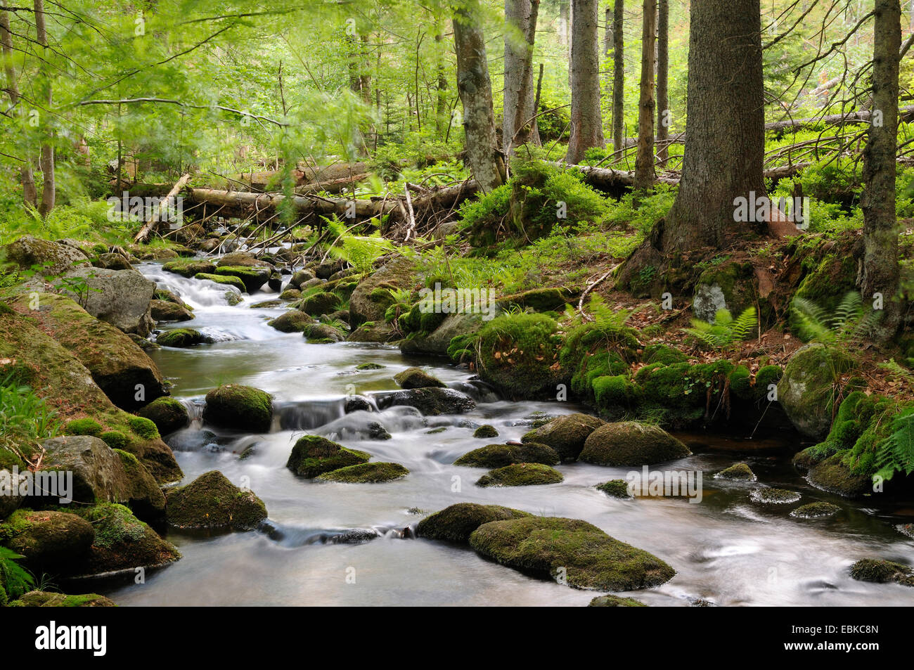 Bach durch den Wald, Deutschland, Bayern, Nationalpark Bayerischer Wald Stockfoto