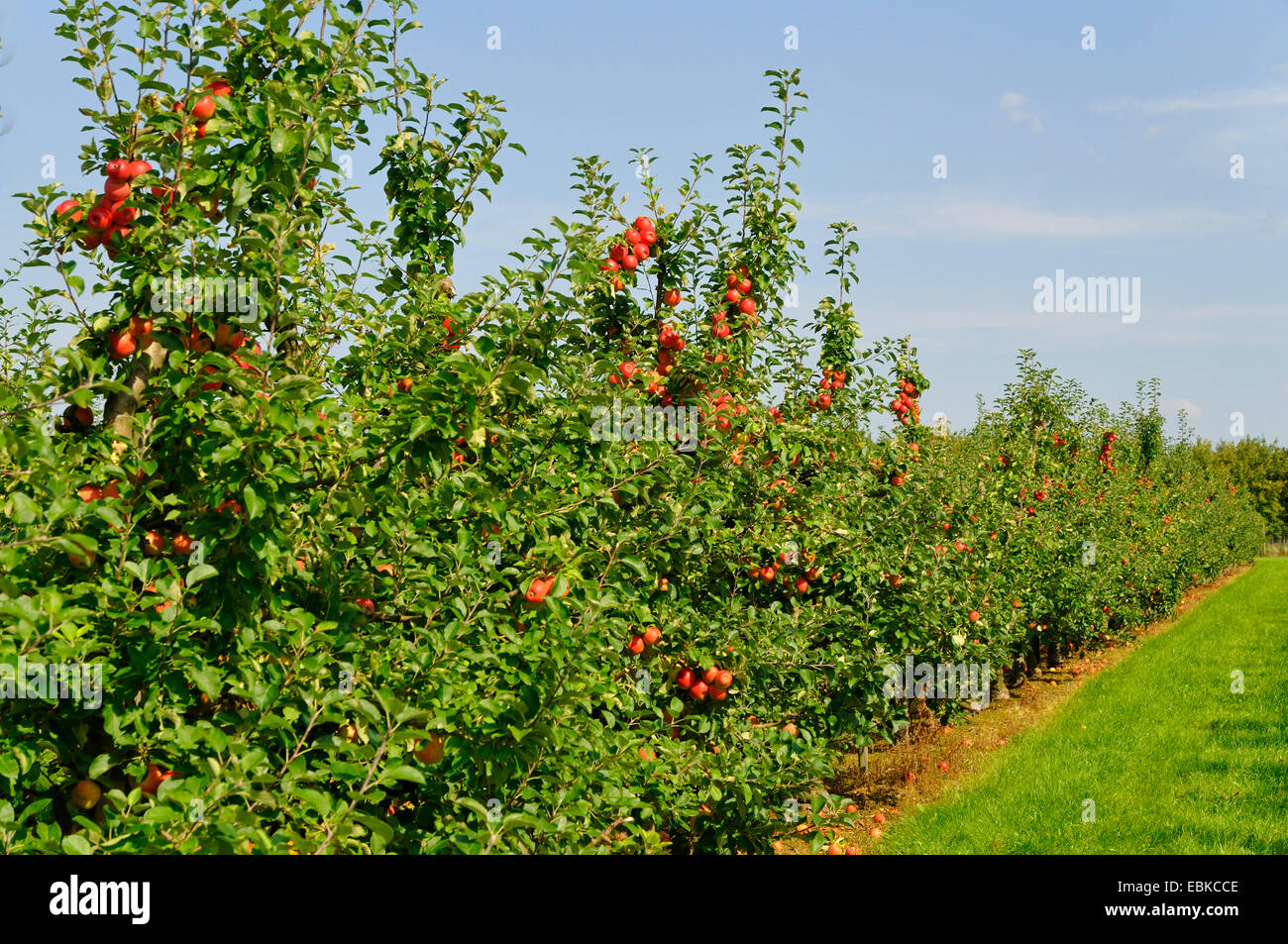Apfelbaum (Malus Domestica 'Elstar', Malus Domestica Elstar), Apfelgarten, Deutschland, Nordrhein-Westfalen Stockfoto