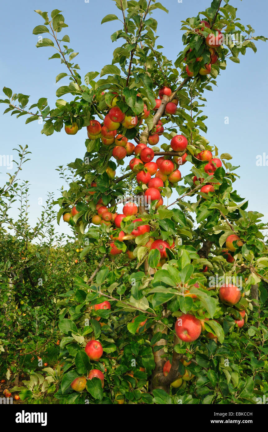 Apfelbaum (Malus Domestica 'Elstar', Malus Domestica Elstar), Sorte Elstar, Deutschland Stockfoto