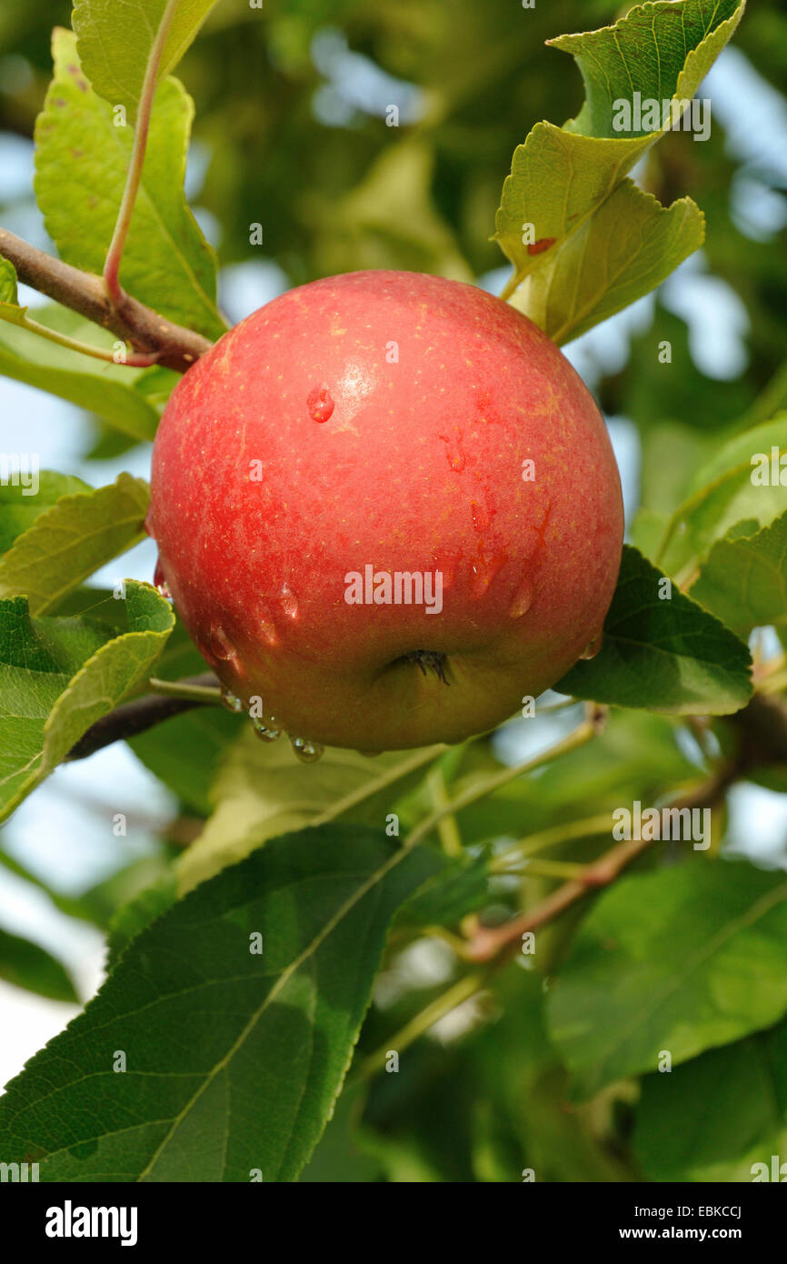 Apfelbaum (Malus Domestica 'Elstar', Malus Domestica Elstar), Sorte Elstar, Deutschland Stockfoto