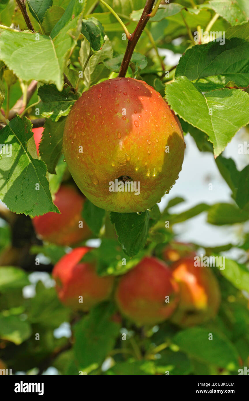 Apfelbaum (Malus Domestica 'Elstar', Malus Domestica Elstar), Sorte Elstar, Deutschland Stockfoto