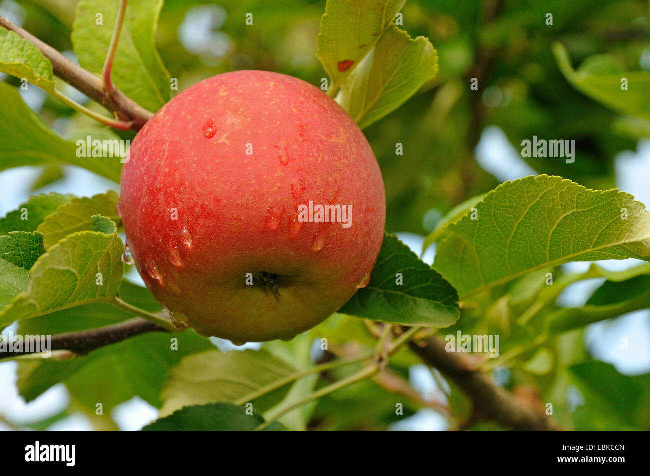Apfelbaum (Malus Domestica 'Elstar', Malus Domestica Elstar), Sorte Elstar, Deutschland Stockfoto