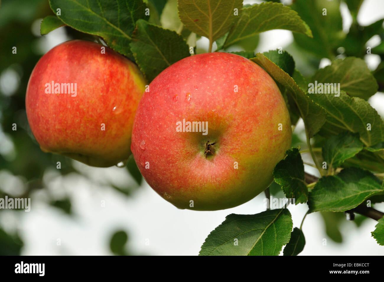 Apfelbaum (Malus Domestica 'Elstar', Malus Domestica Elstar), Sorte Elstar, Deutschland Stockfoto