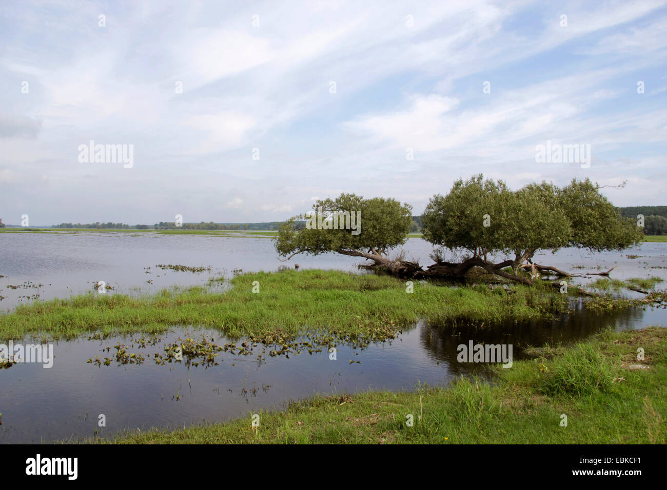 überfluteten Polder Bereichen Odra, Deutschland, Brandenburg, Oderbruch, Neulewin Stockfoto