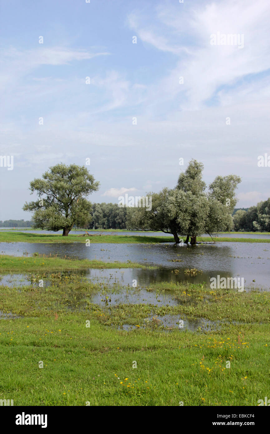 überfluteten Polder Bereichen Odra, Deutschland, Brandenburg, Oderbruch, Neulewin Stockfoto
