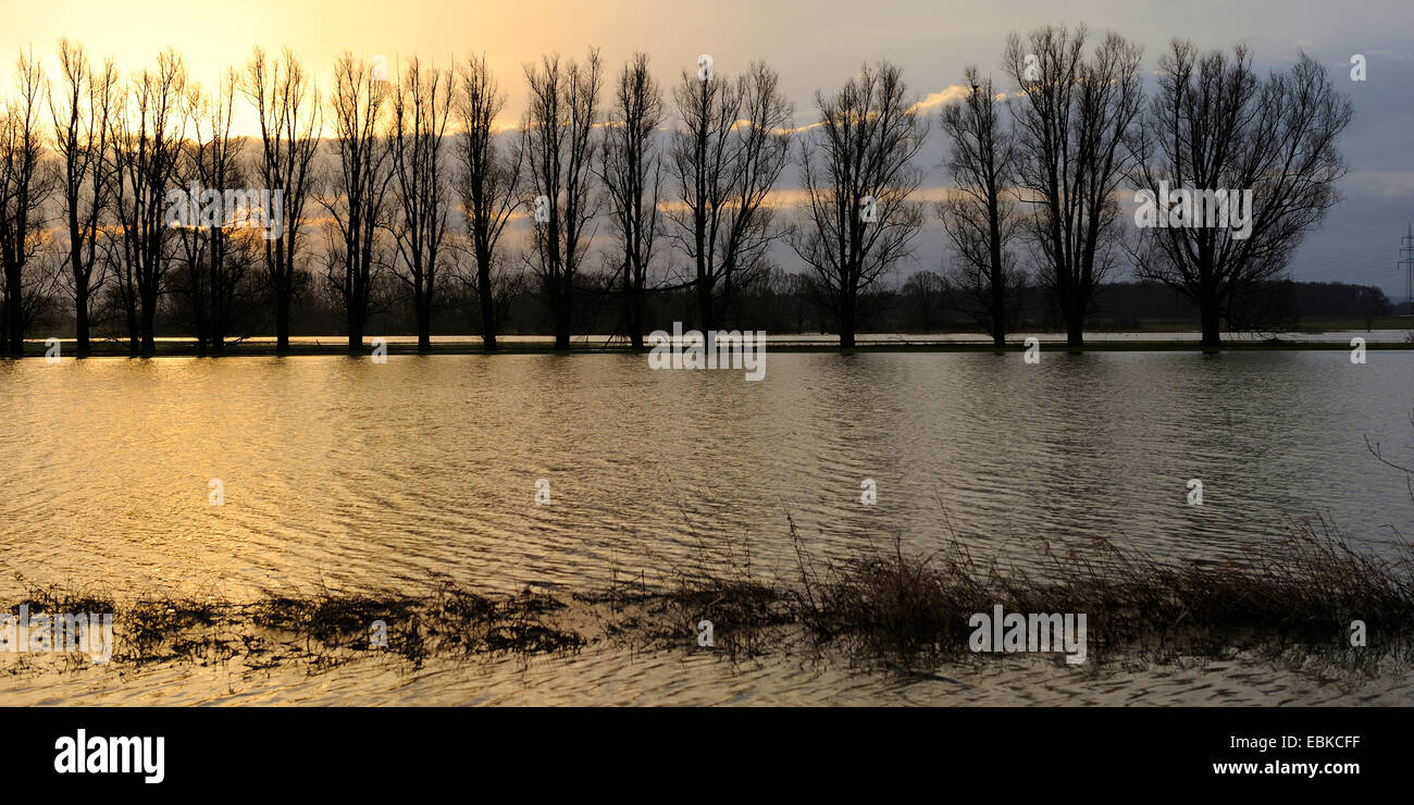 Aspen, Pappeln (Populus spec.), Reihe von Bäumen in den hohen Wassergehalt von der Lippe Flussaue, Deutschland, Nordrhein-Westfalen Stockfoto