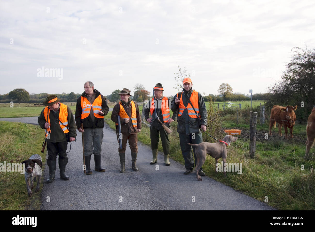 Gruppe der Jäger mit Jagdhunden auf eine asphaltierte Weg durch eine Auenlandschaft vorbereitet für eine Treibjagd, Deutschland Stockfoto
