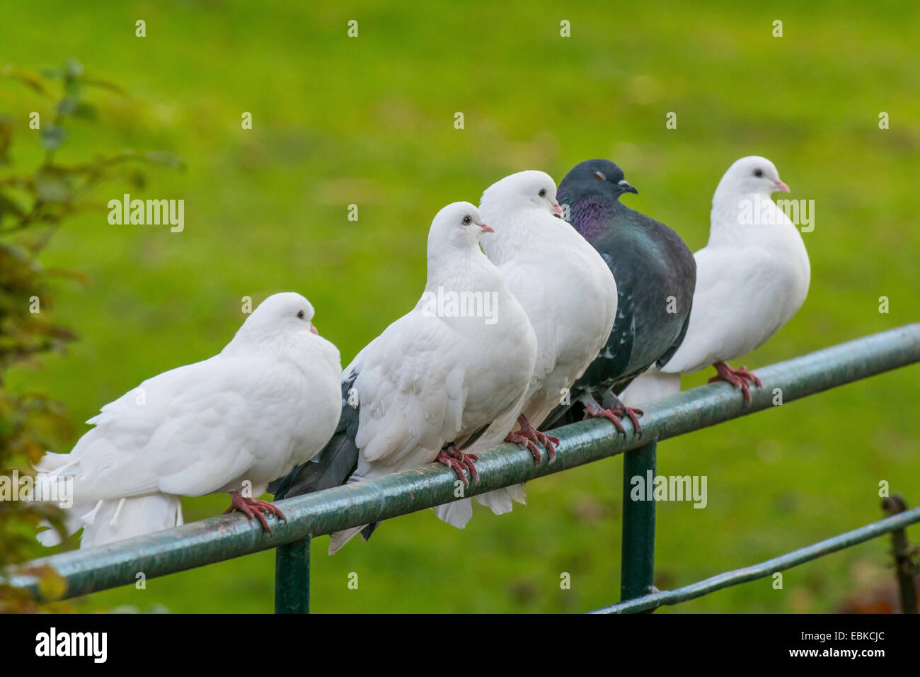 Fantail Tauben Stockfotos Und Bilder Kaufen Alamy