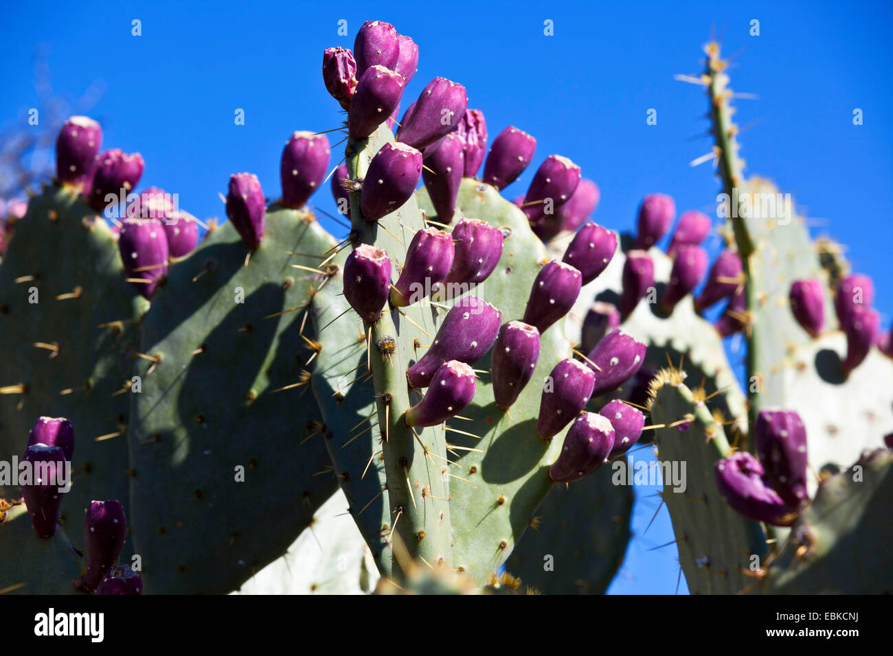 Feigenkakteen (Opuntia spec.), mit Früchten, USA, Arizona Stockfoto