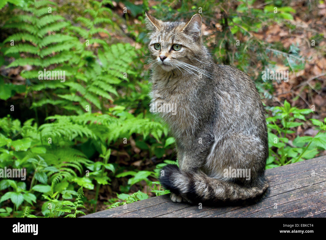 Europäische Wildkatze, Wald Wildkatze (Felis Silvestris Silvestris), sitzt auf einem Protokoll, Deutschland, Bayern, Nationalpark Bayerischer Wald Stockfoto