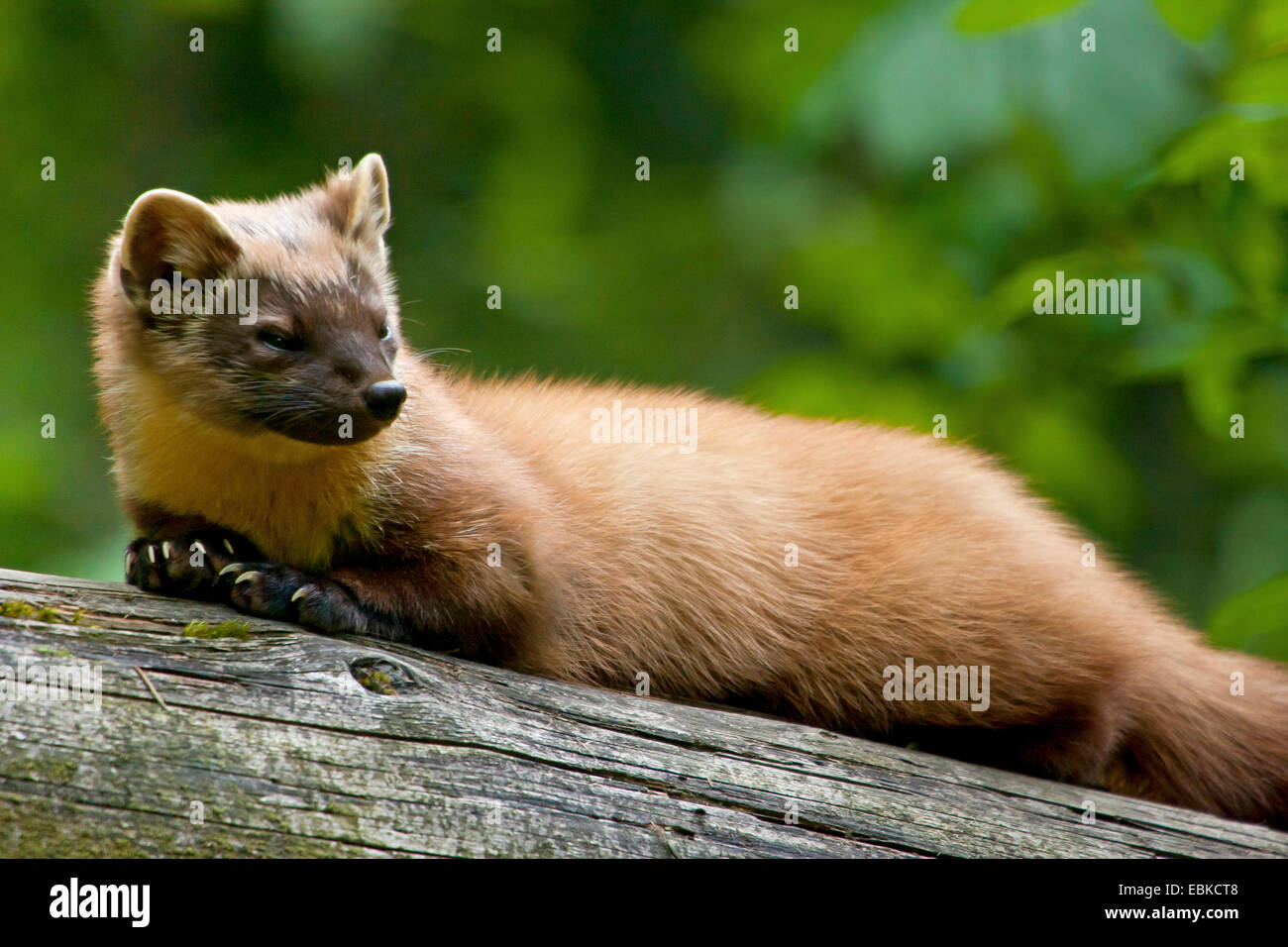 Europäischen Baummarder (Martes Martes), ruht auf einem Zweig, Deutschland, Bayern, Nationalpark Bayerischer Wald Stockfoto
