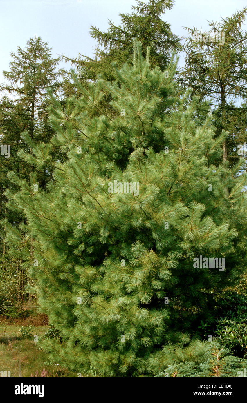 östliche weiße Kiefer (Pinus Strobus) Stockfoto östliche weiße Kiefer (Pinus Strobus) Stockfoto
