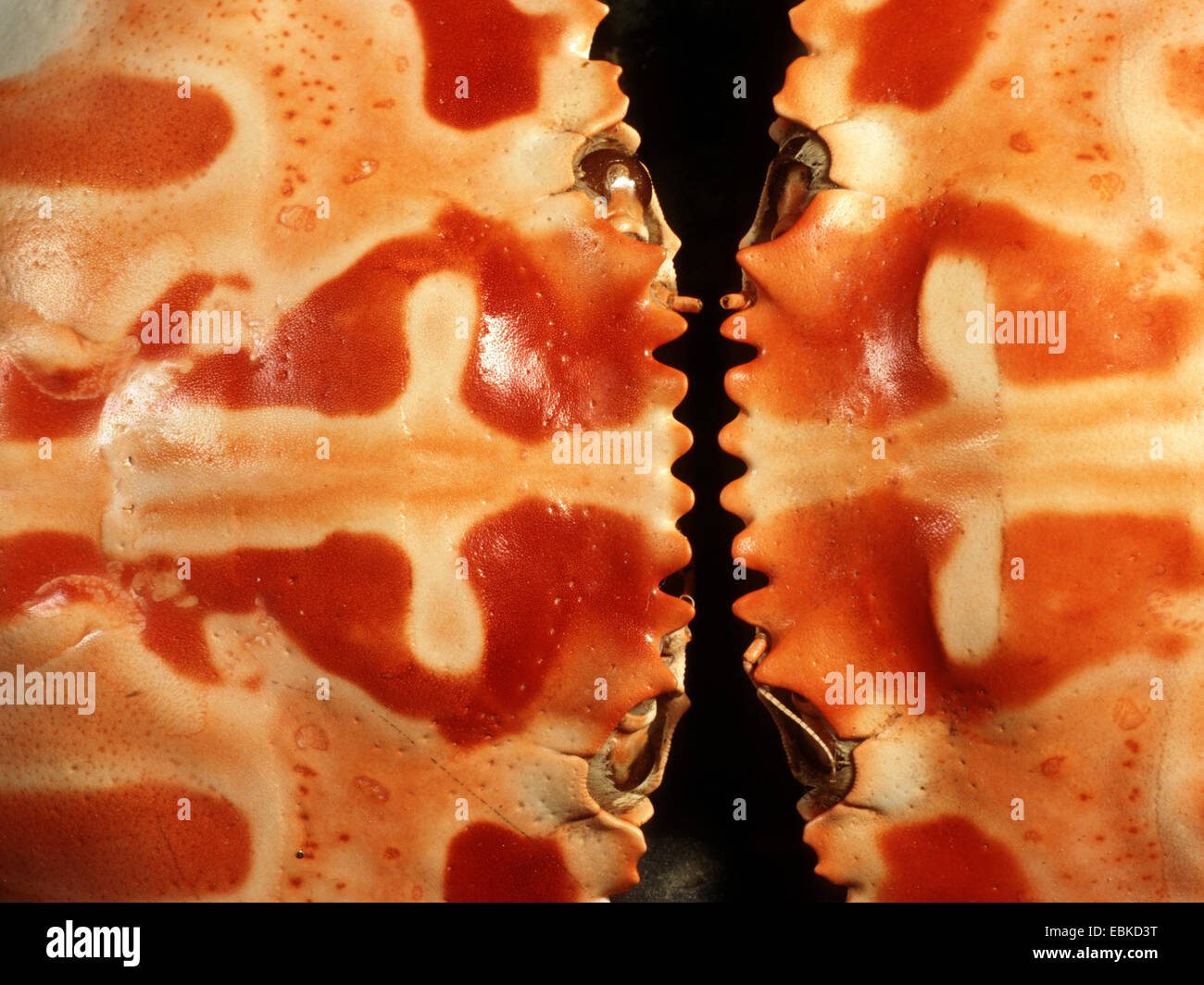 Gestreifte schwimmen Krebse (Charybdis feriatus), zwei krabben stehen gegenüber Ó-Vis Stockfoto