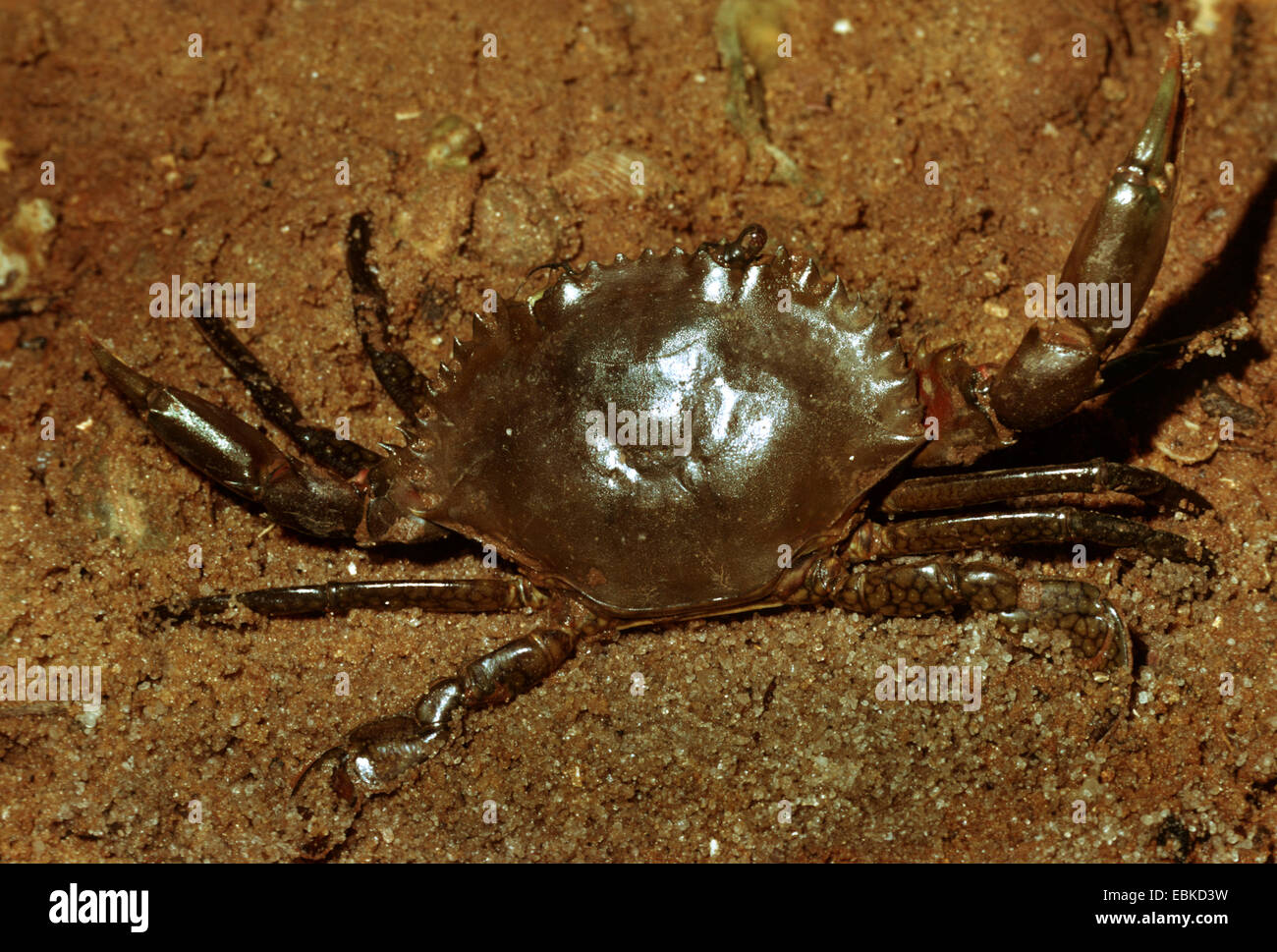 gezahnte Schlamm schwimmen Krabbe, gezackte Mangrove schwimmen Krabbe, Mud Crab (Scylla Serrata), wirtschaftlich bedeutenden Krabbe Stockfoto