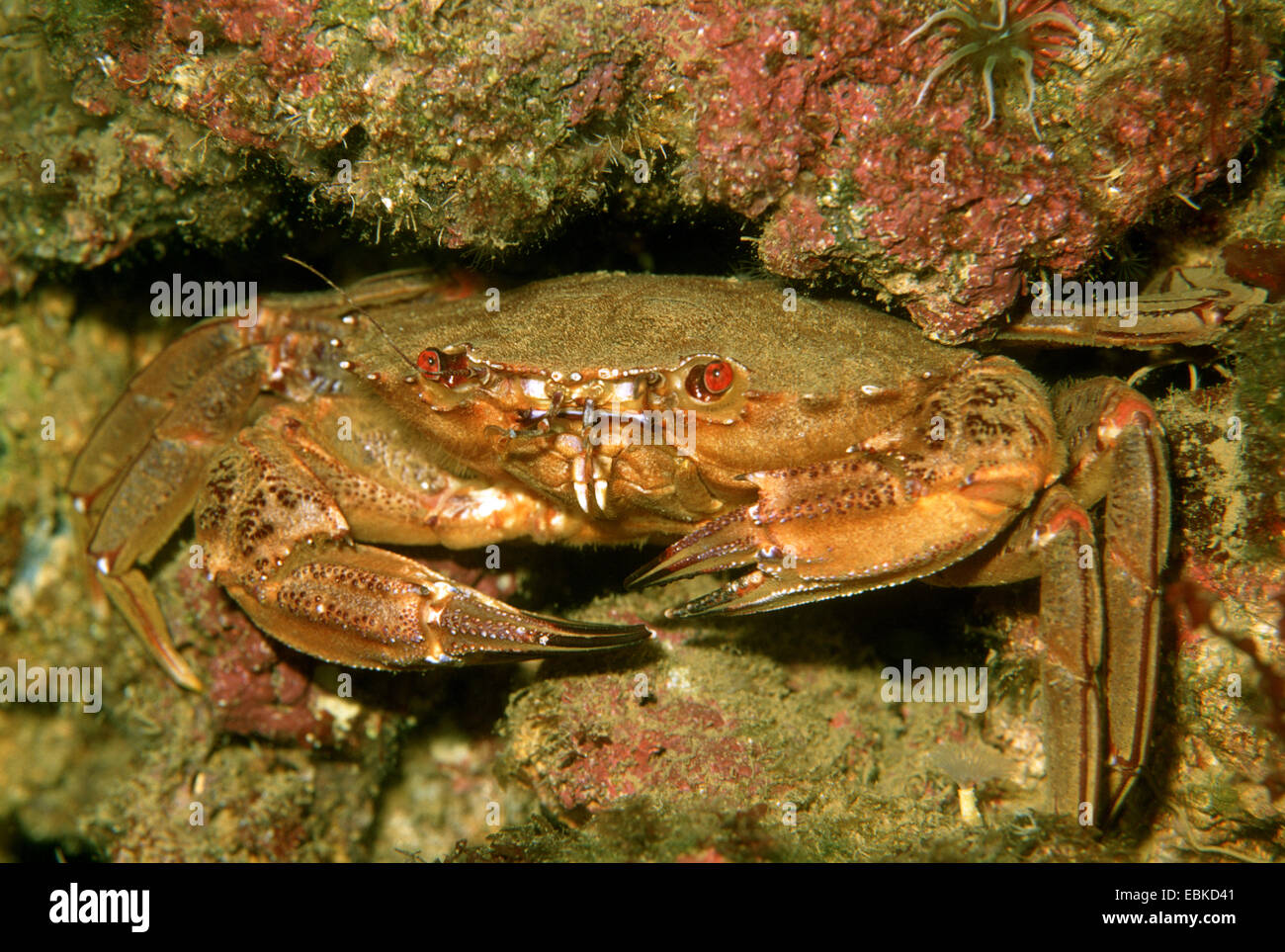 Englische Lady Krabbe (Portunus Pubus), im aquarium Stockfoto