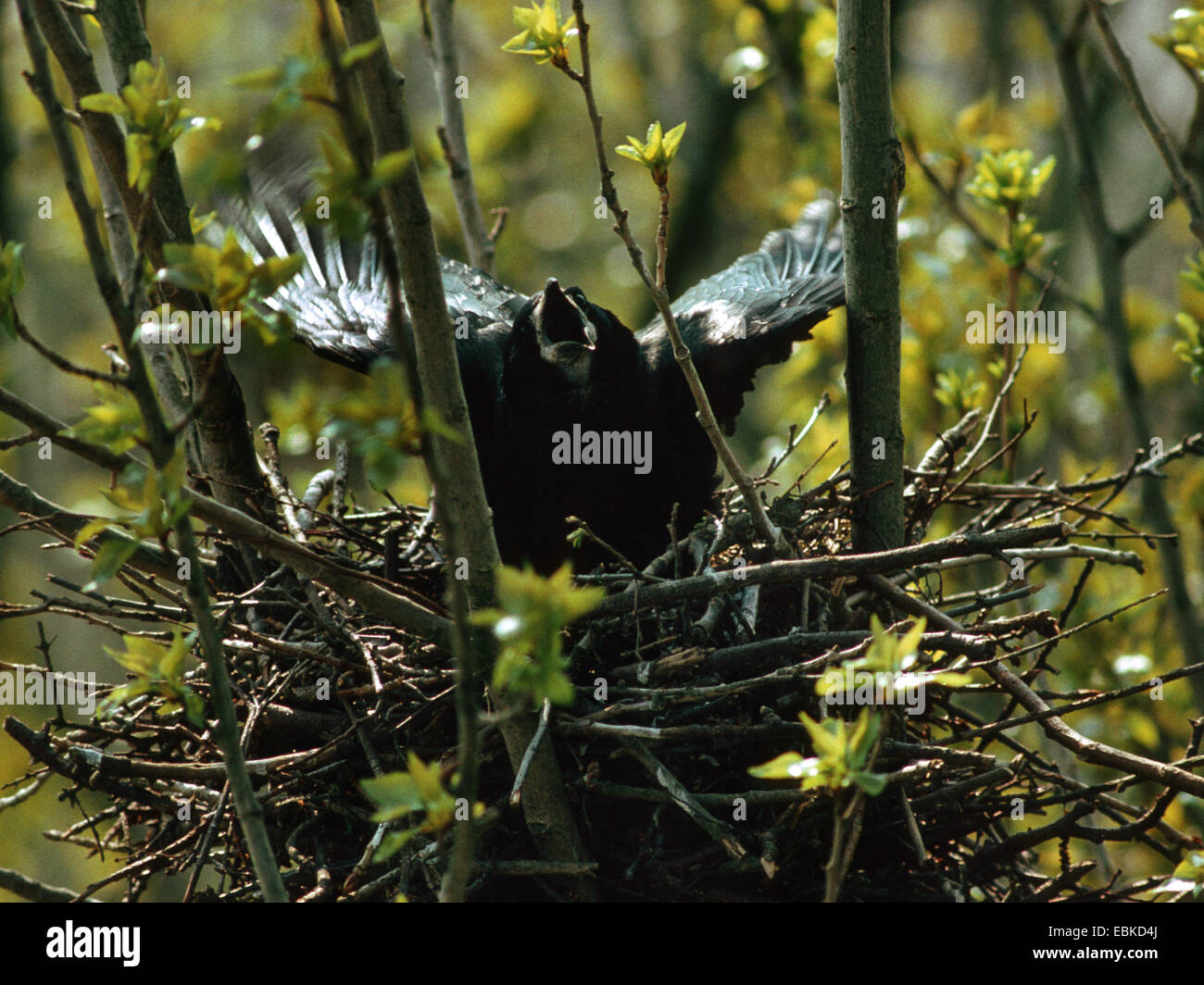 (Corvus Frugilegus) Turm, Turm im nest Stockfoto