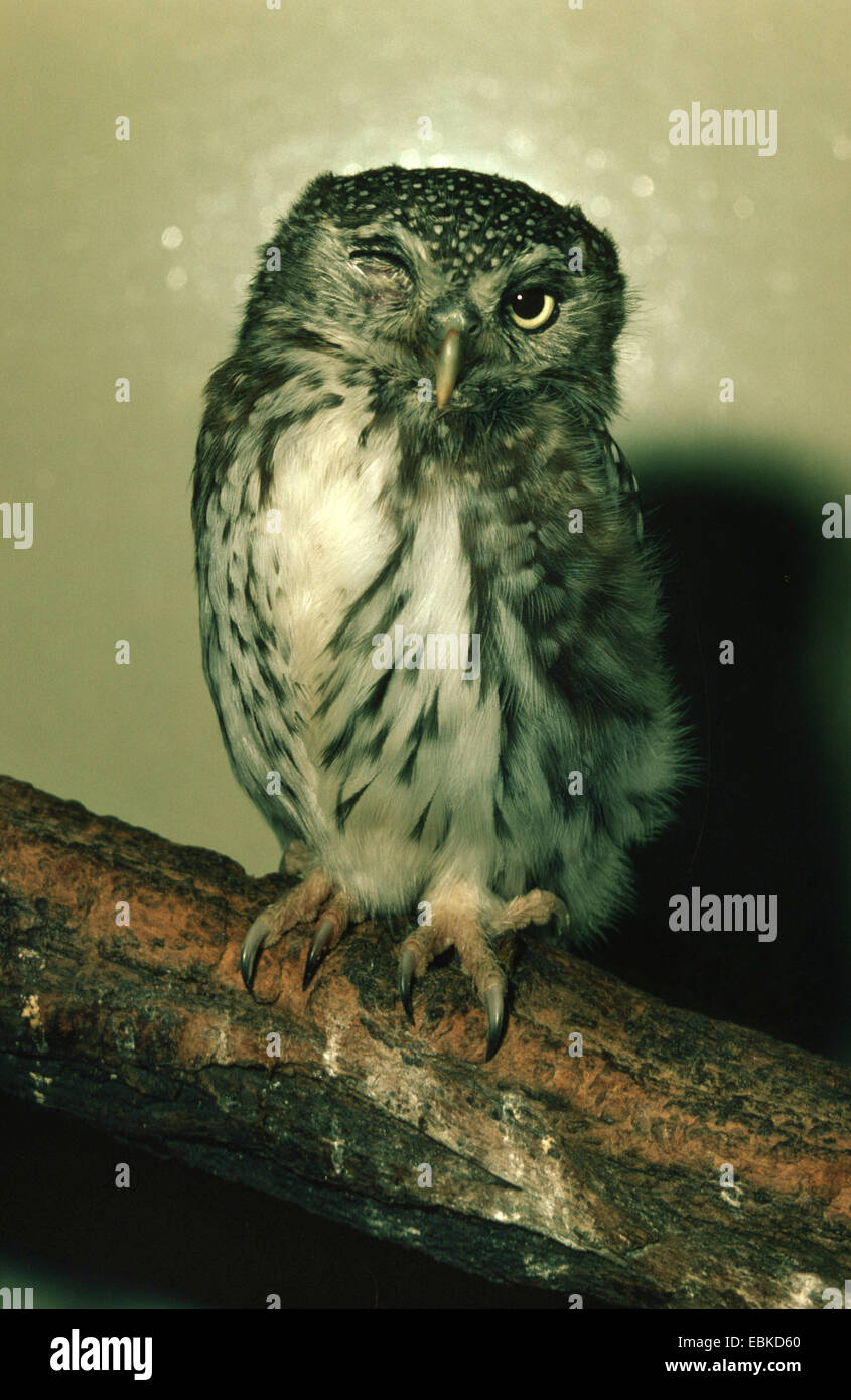 Perle entdeckt Owlet (Glaucidium Perlatum), mit einem Auge blinkt Stockfoto