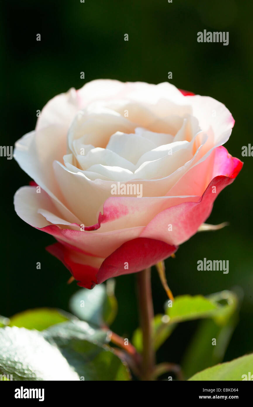 dekorative Rose (Rosa spec.), einzelne Blüte Stockfoto