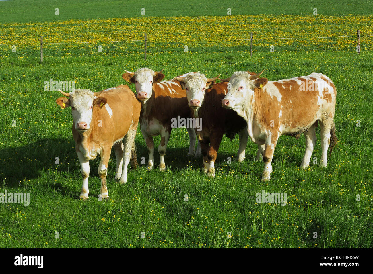 Hausrind (Bos Primigenius F. Taurus), kleine bunte Herde in einem Frühling Wiese, Deutschland, Bayern Stockfoto