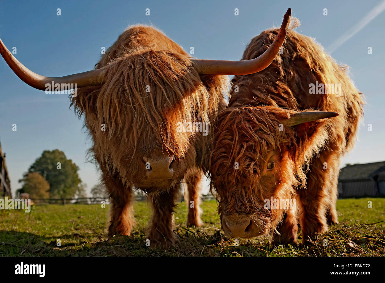 Hochlandrinder (Bos Primigenius F. Taurus), zwei Aegaeischen Westhighland Kühe, Deutschland, Nordrhein-Westfalen Stockfoto