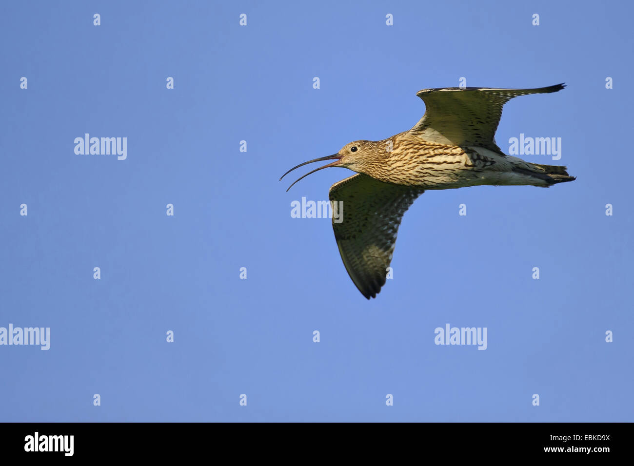 westlichen Brachvogel (Numenius Arquata), fliegen und mit der Aufforderung, Deutschland, Niedersachsen, Goldenstedter Moor Stockfoto