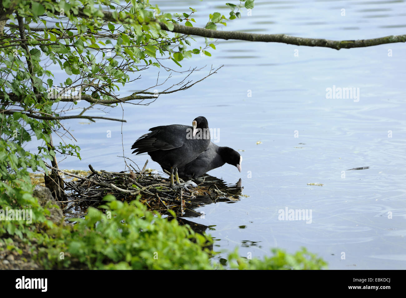 schwarzen Blässhuhn (Fulica Atra), paar am Nest auf einem See Ufer, Deutschland, Bayern Stockfoto