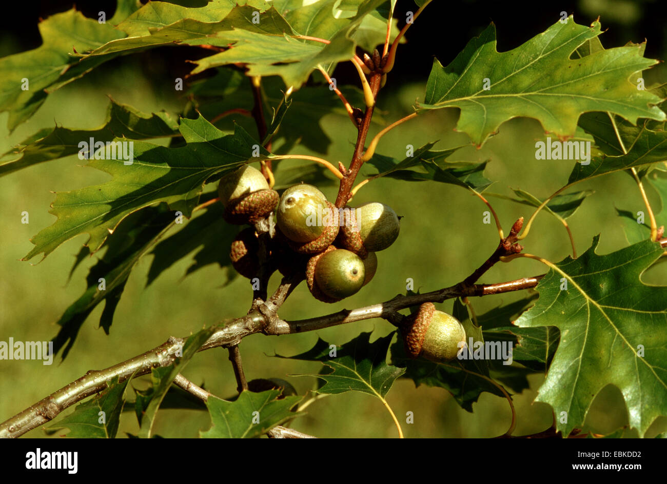 Roteiche (Quercus Rubra), Zweig mit Eicheln Stockfoto