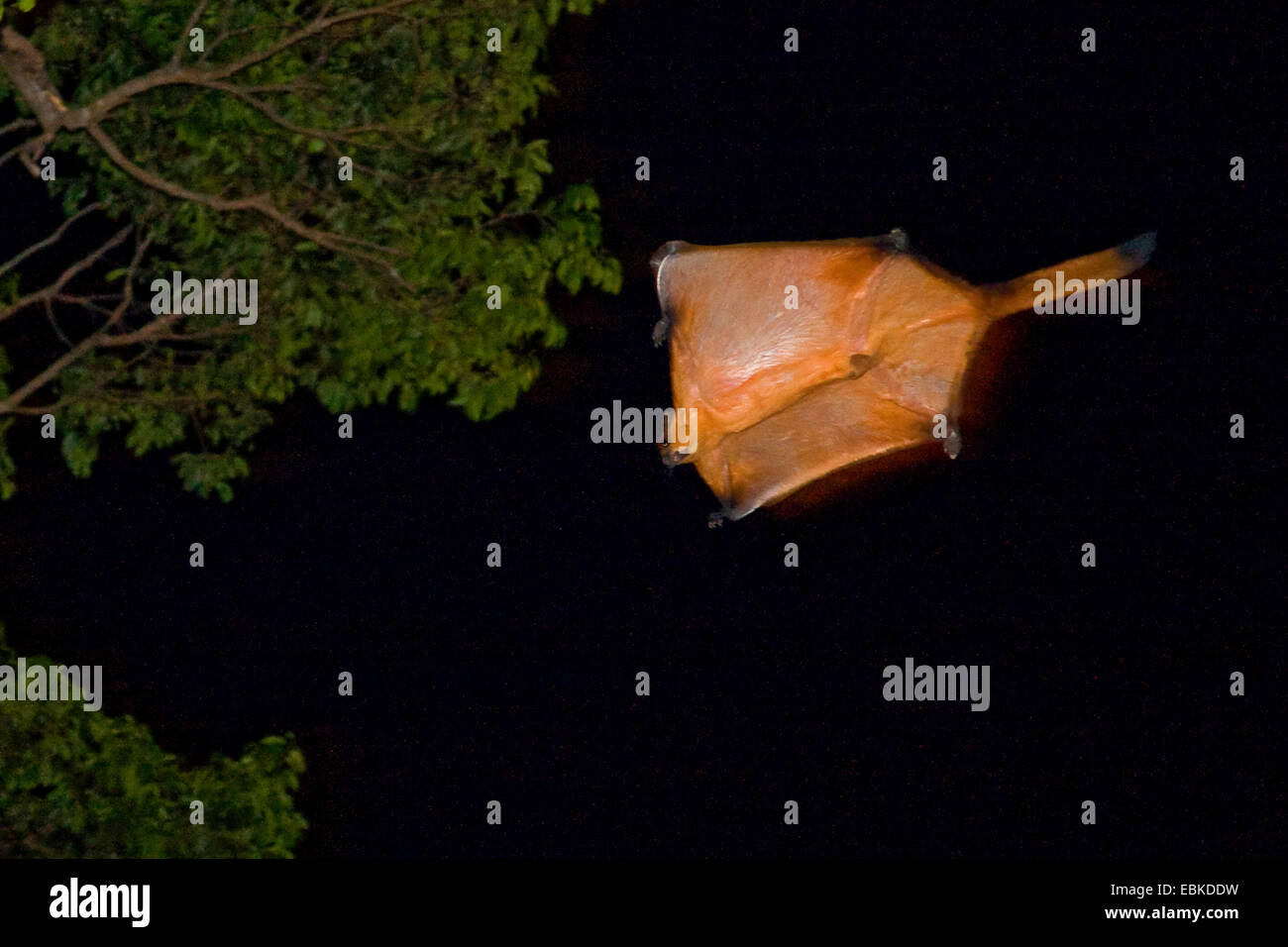 Roter Riese fliegende Eichhörnchen (vgl. Petaurista Petaurista), in den nächtlichen Himmel von Baum zu Baum gleiten, Thailand, Phuket, Khao Lok Stockfoto