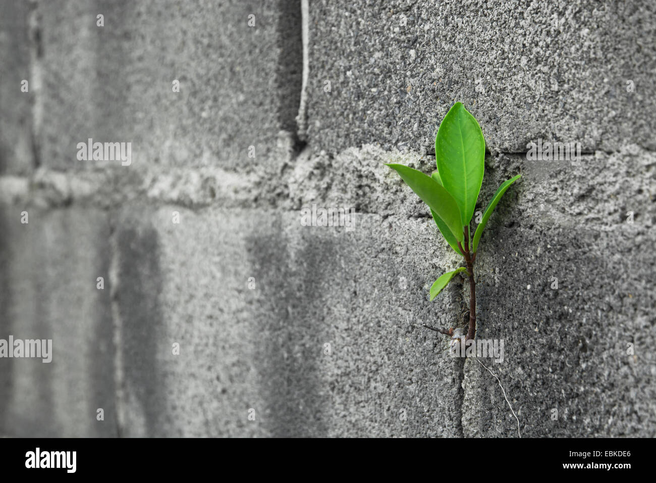 Baum auf Mauer hautnah Stockfoto