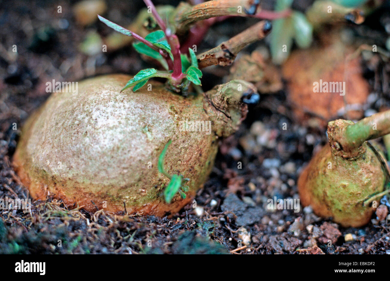 Süßkartoffel (Ipomoea Batatas), Glühlampe Stockfoto